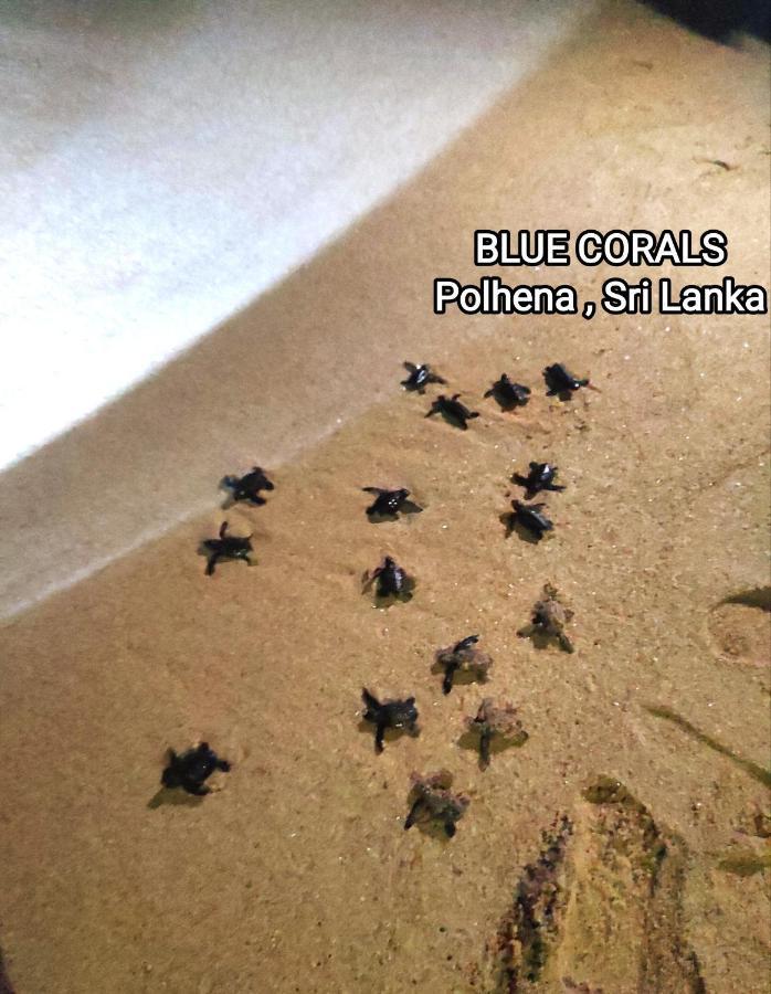 Blue Corals Beach Bungalow Matara Kültér fotó