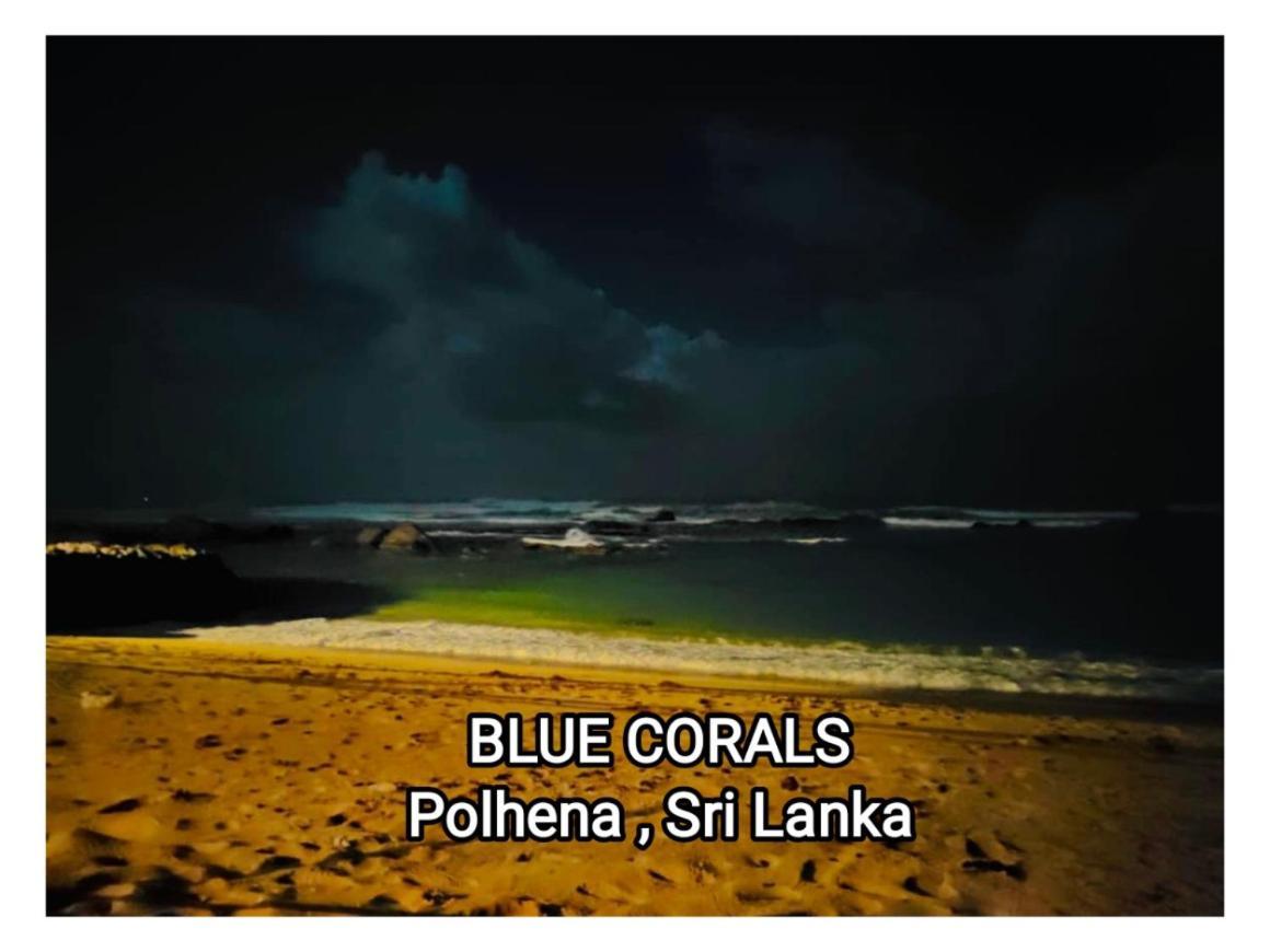 Blue Corals Beach Bungalow Matara Kültér fotó